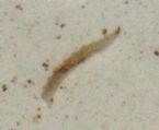 worm or parasite