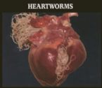 Heartworms: Photo Showing Heart infected with heartworms