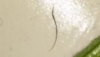 worm that look like hair ... (Click to enlarge)