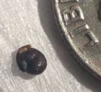 Black speck dots coffee eggs in stool BM - ID? ... (Click to enlarge)