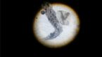 Larvae - Flea or Biting Midge