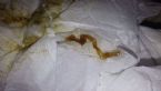 parasitic worm. after one week of break from diatomaceous earth.