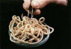 Ascaris Lumbricoides in a bowl ... (Click to enlarge)