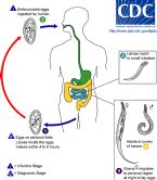 Enterobius vermicularis LifeCycle ... (Click to enlarge)