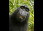 Funny crested black macaque ... (Click to enlarge)