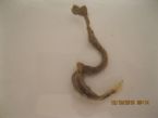 Need identity of intestinal parasite - Image 4 ... (Click to enlarge)