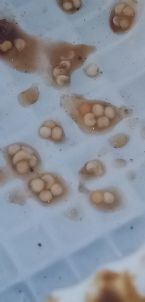 Who knows what these eggs are ... (Click to enlarge)