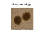 Roundworm Eggs 1 ... (Click to enlarge)