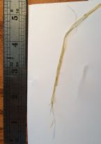 Tapeworm worm parasite Long 2 ... (Click to enlarge)