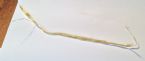 Tapeworm worm parasite Long 4 ... (Click to enlarge)