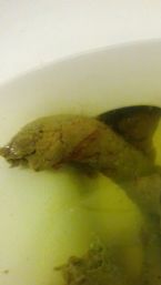 Blood flukes in poop?? ... (Click to enlarge)