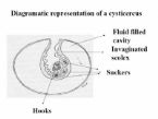 cycticercus ... (Click to enlarge)