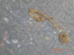 thick yellow tapeworm? ... (Click to enlarge)