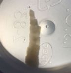 Actual tapeworm!