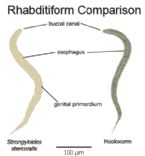 rhabditiform comparison hookworm strongyloides