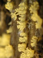 slime molds 21