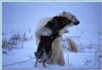 Dog and wild white bear