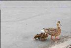 Little ducklings with mamma Duck