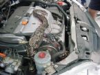 rattle snake inside car engine