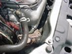 rattle snake inside car engine