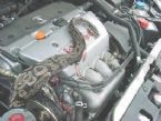 rattle snake inside car engine