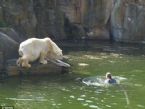 polar bear attack berlin 01 ... (Click to enlarge)