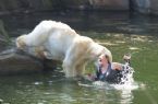 polar bear attack berlin 02