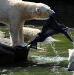 polar bear attack berlin 04