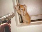 cat burglar