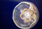 Ocean jellyfish 19