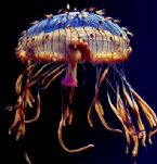 Ocean jellyfish 22