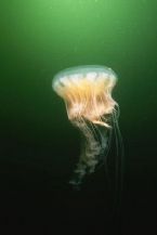 Ocean jellyfish 31