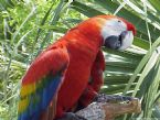 PARROT2