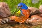 Painted Bunting