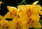 Cymbidium Mem P C Bryce Sunshine 0082