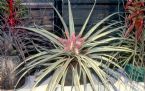 Tillandsia carloniae 0051