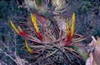 Tillandsia concolor es 0054 ... (Click to enlarge)