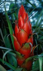 Tillandsia ponderosa 0011 ... (Click to enlarge)