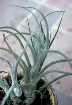 Tillandsia pruinosa 0021 ... (Click to enlarge)