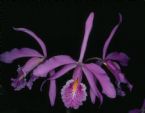 Cattleya maxima 0003