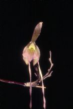 Epidendrum longipetalum 0125