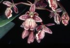 Epidendrum marmoratum 0124 ... (Click to enlarge)