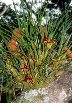 Maxillaria tenuifolia es 0014