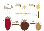 bed bug life cycle vector