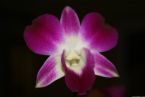 orchid 4987