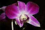 orchid 4990