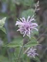 bergamot