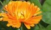 calendula