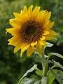 sunflower oil