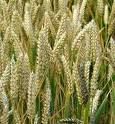 wheat germ